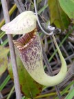 hanging pitcher